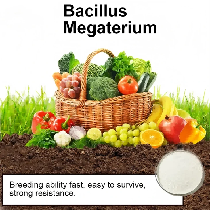 Bacillus Licheniformis (agricultural)